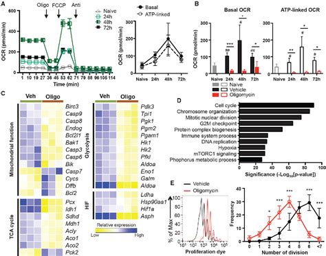 Figure From Mitochondrial Oxidative Phosphorylation Regulates The