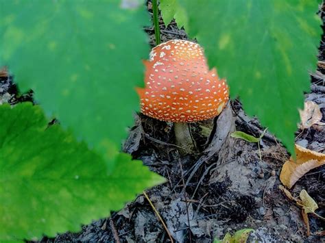 Fly Agaric Mushroom Forest Free Photo On Pixabay Pixabay