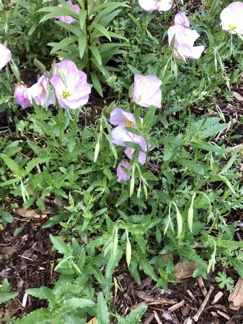 Oenothera Speciosa Mexican Evening Primrose Pink Buttercups Pink