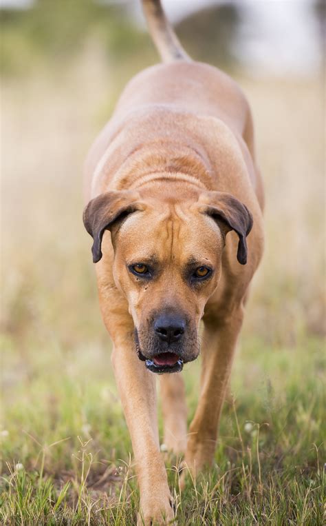 Boerboel Dog: Breed Information Center for the South African Boerboel