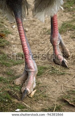 An Image Of An Ostrich Claws Stock Photo 96381866 : Shutterstock