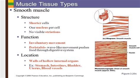 Muscle tissue | PPT