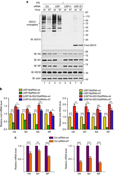 Influenza B Virus Non Structural Protein 1 Counteracts Isg15 Antiviral