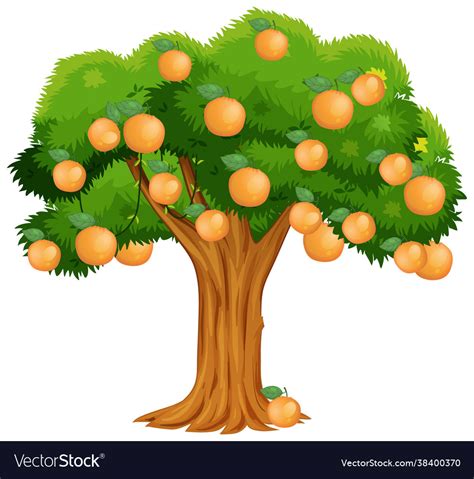 Orange Tree Isolated On White Background Vector Image