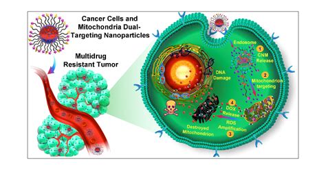 Mitochondria Targeting Polyprodrugs To Overcome The Drug Resistance Of