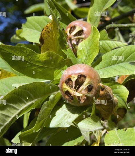 Pome Fruit Plants High Resolution Stock Photography And Images Alamy