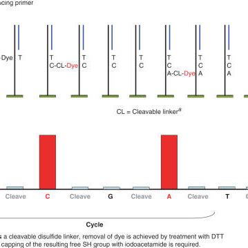 Concept Of The Binary Sequencing By Synthesis Approach Example For