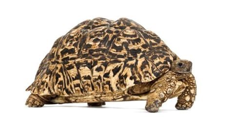 The 8 Best Tortoise Breeds to Keep as Pets in 2024 - A-Z Animals