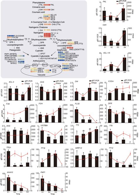 Frontiers Global Transcriptome Analysis Revealed The Molecular