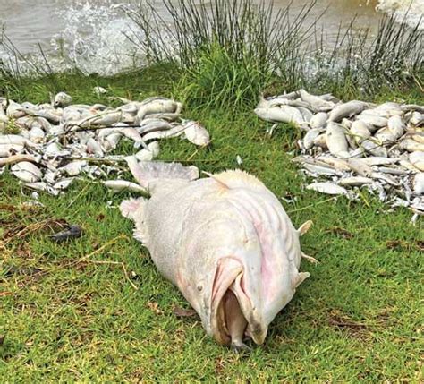 Menindee Fish Kills In And Bush N Beach Fishing Magazine