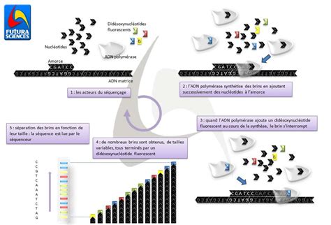 Le Séquençage De L Adn Pour Les Nuls