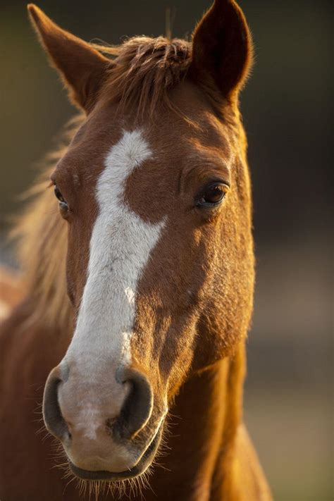 Horse Face Hd Wallpapers Top Free Horse Face Hd Backgrounds