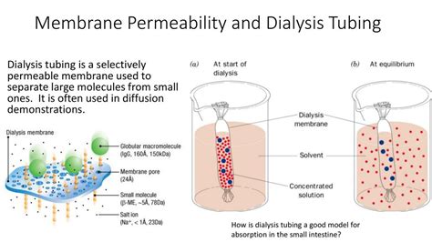 Dialysis Tubing Diffusion