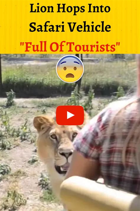 Lion Hops Into Safari Vehicle Full Of Tourists Unbelievable Funny