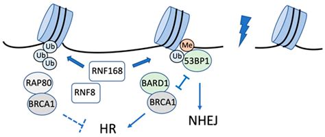 Ijms Free Full Text Dna Damage Response Regulation By Histone