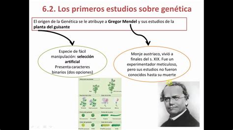 Genética Mendeliana Leyes De Mendel Y Casos Especiales 4º Eso Youtube