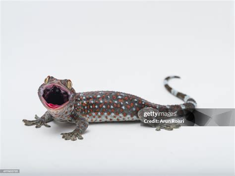 Tokay Gecko Calling Gecko Gekko Gecko High Res Stock Photo Getty Images