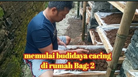 memulai budidaya cacing  rumah bag youtube