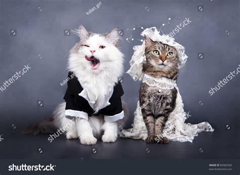 Cats Bride Images Stock Photos Vectors Shutterstock