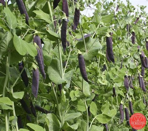 Capucijner Blauwschokkers Pisum Sativum De Bolster Online