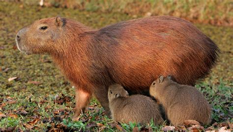 Topo 71 Imagem El Capibara Se Puede Comer Abzlocalmx