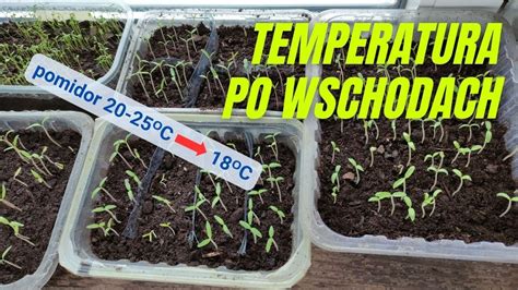 Dlaczego Warto Obni Y Temperatur Siewkom Po Wschodach A Potem