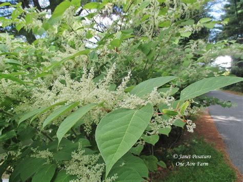 Japanese Knotweed Identification and Juicing