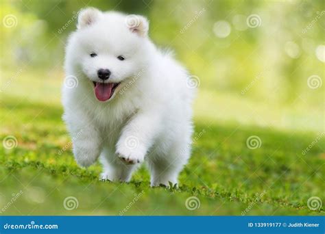 Samoyed Puppy Running in a Meadow Stock Image - Image of cute, outside ...