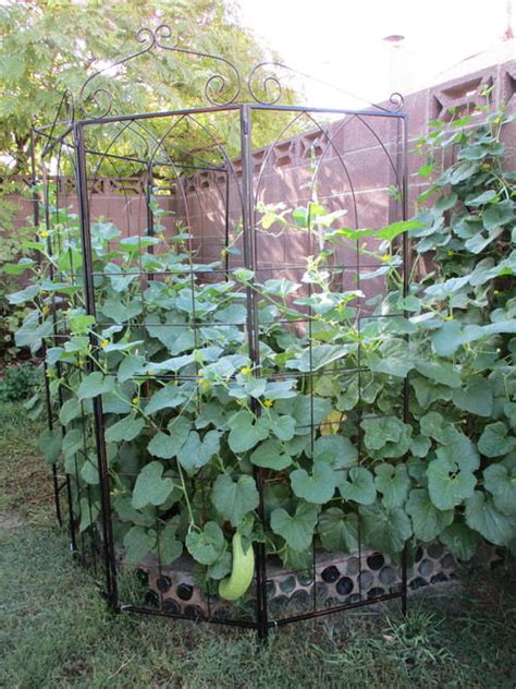 Everything About Growing Cucumbers On Trellis Balcony Garden Web