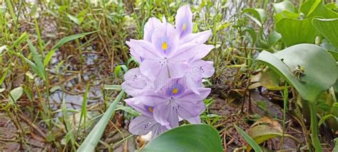 A Species Of Water Hyacinths Stock Image Image Of Herb Hyacinth