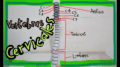 Vertebras Cervicales Maqueta De Papel YouTube