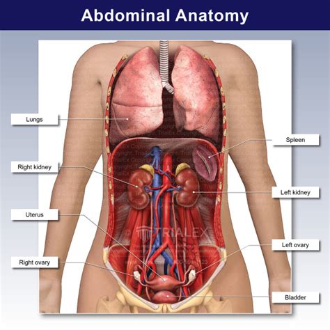 Female Abdominal Anatomy Chart