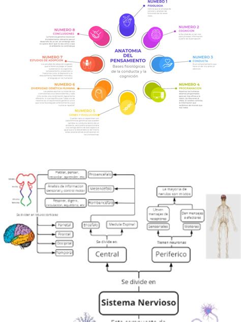 Mapas Conceptuales Psicologia Cap 2 Pdf Cerebro Neurociencia