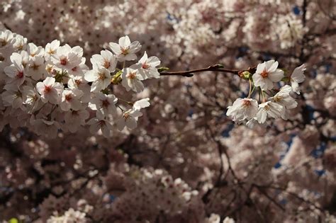 Sakura Fleurs De Cerisier Le Photo Gratuite Sur Pixabay Pixabay