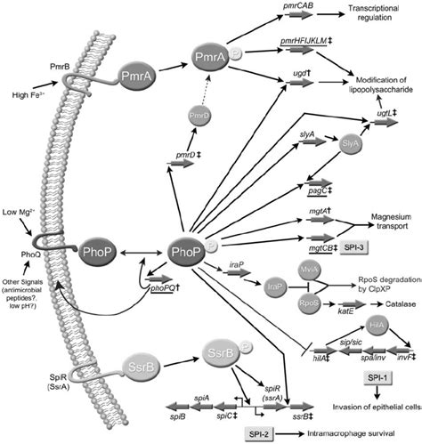 Illustration Of The Phoqphop Two Component Regulatory System In