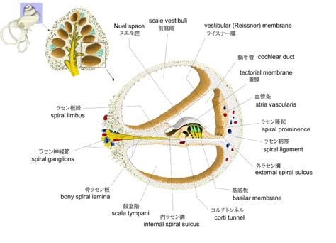 Visual Anatomy 視覚解剖学