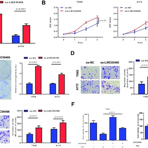 LINC00466 Can Promote Glioma Cell Activity And Resistance To TMZ A