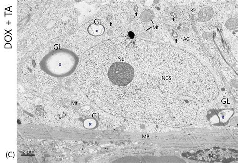 A Ultrastructure Du Testicule De Rat Du Groupe Dox Se B Corps