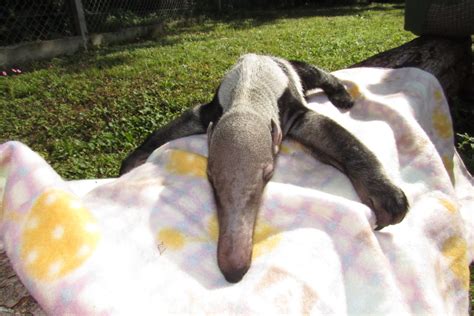 Oso Hormiguero Amenazas Y Esfuerzos De Recuperación De Una Especie En