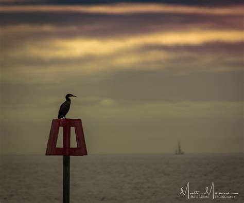 Fishing Cormorant Style Matthew Moore Flickr