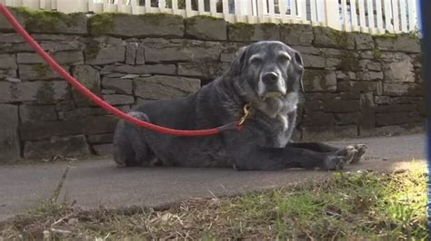 Dog Rescued After Falling 23 Feet Down Manhole In Se Portland Ktvz