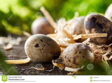 Quail Eggs On Old Brown Wooden Surface With Green Blurred Natural