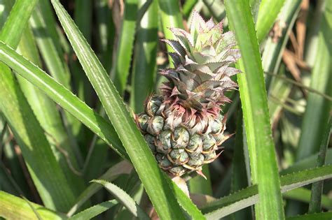 Pineapple Fruit Plants Free Photo On Pixabay