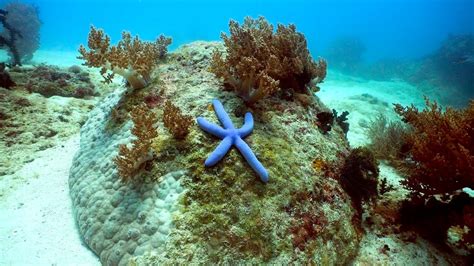 Caribbean Coral Reefs In Danger Of Extinction