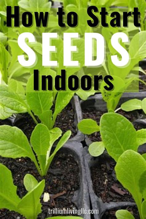 How To Start Seeds Indoors Complete Guide Trillium Living Starting Seeds Indoors Seed