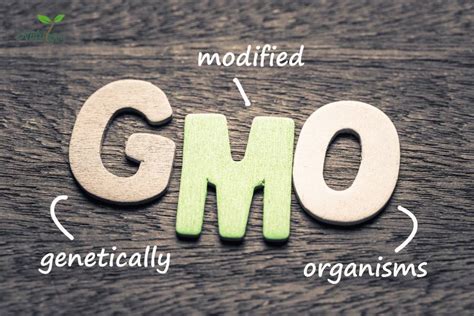 GMO là gì Lợi Ích Và Tác Hại Của Thực Phẩm Biến Đổi en GMO