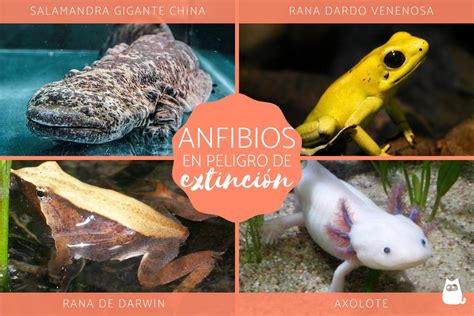 25 ANFIBIOS en mayor PELIGRO de EXTINCIÓN del mundo Nombres y fotos