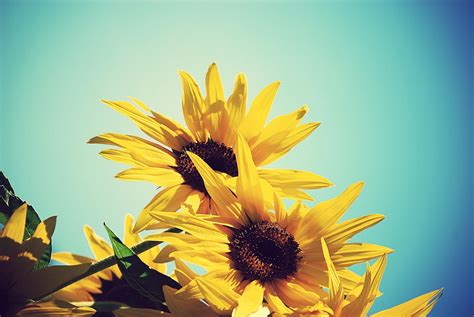 Sunflower Backgrounds Wallpaper Cave