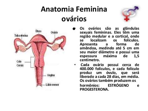 Sexualidade Humana Palestra