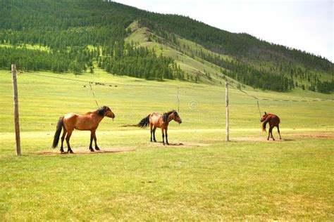 Gorkhi Terelj National Park At Ulaanbaatar Mongolia Stock Photo